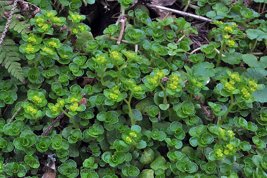 Chrysosplenium oppositifolium Småbladet milturt Dorine feuilles opposées