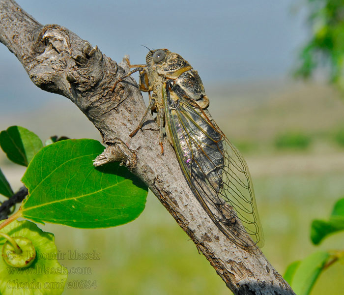 Cicada orni Cikáda jasanová Mannacicade Mannakabóca Cikáda jaseňová