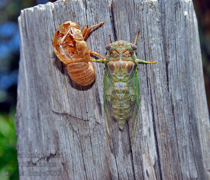 Cicada orni Cikáda jasanová Mannasingzikade Цикада ясеневая
