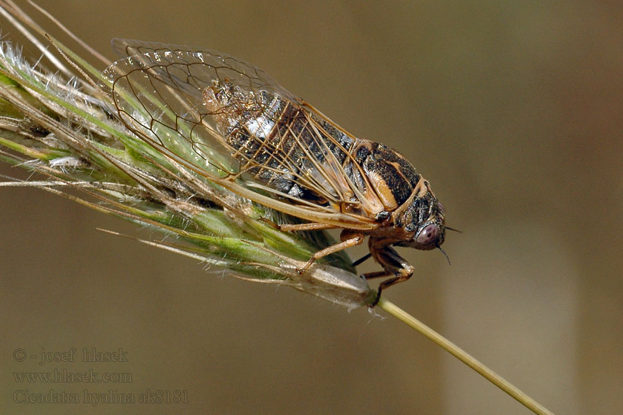 Cicadatra hyalina