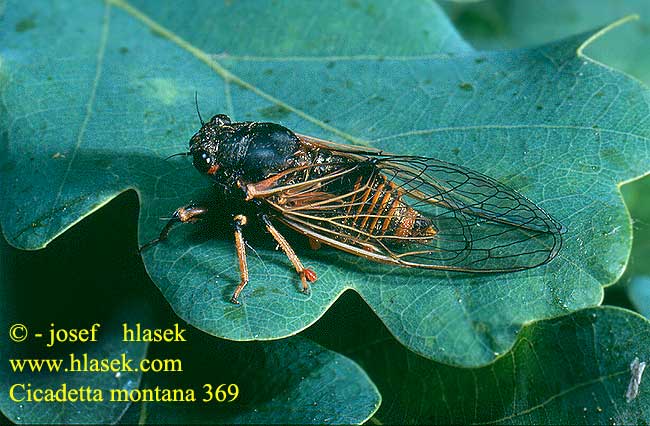 Cicadetta montana 369