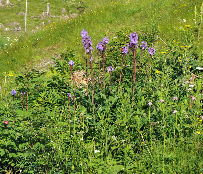 Cicerbite des Alpes Cicerbita alpina