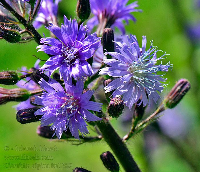 Blue sow thistle Pohjansinivalvatti violetta Cicerbita alpina