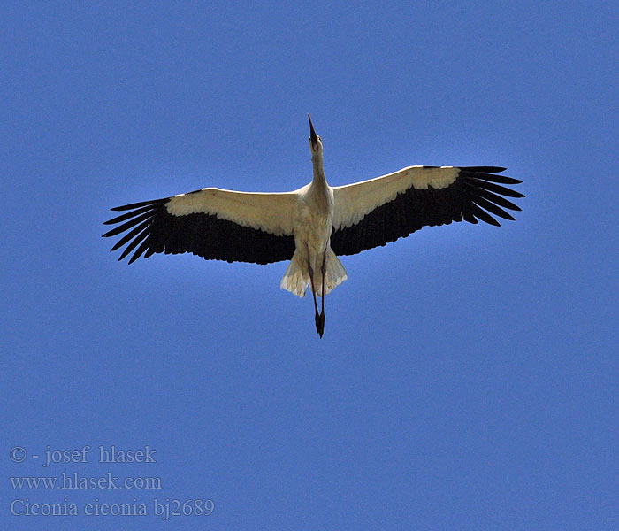 Cicogna bianca Stork Vit stork Bocian biały Valge-toonekurg