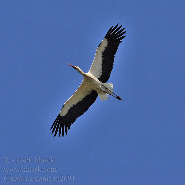 Vit stork Bocian biały Valge-toonekurg Bocian biely Fehér gólya