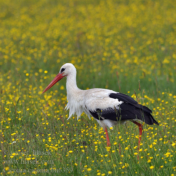 Bocian biały Cicogna bianca Stork Vit Valge-toonekurg Bocian biely