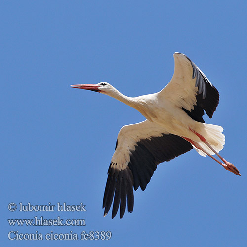 Hvid Stork Ooievaar Kattohaikara Cicogna bianca Stork Vit stork