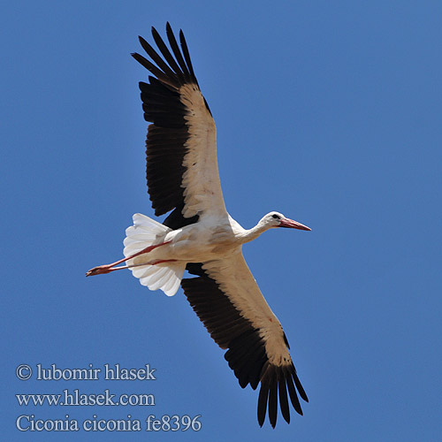 Ooievaar Kattohaikara Cicogna bianca Stork Vit stork Bocian biały
