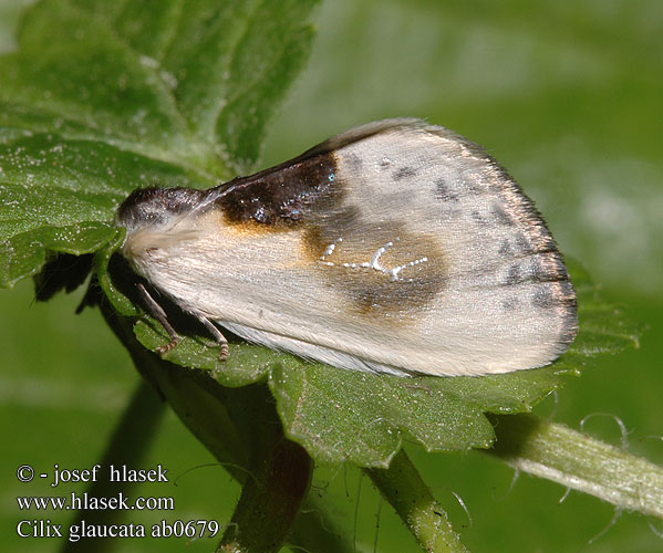 Cilix glaucata Chinese Character moth Srpokřídlec trnkový Bodlica sinica