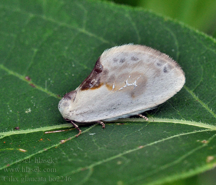 Cilix glaucata Chinese Character moth Srpokřídlec trnkový