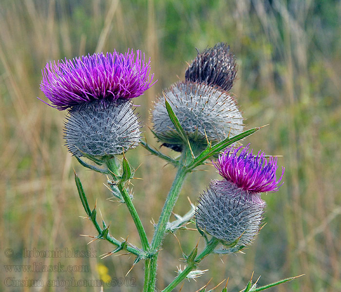 Pcháč bělohlavý Cirsium eriophorum