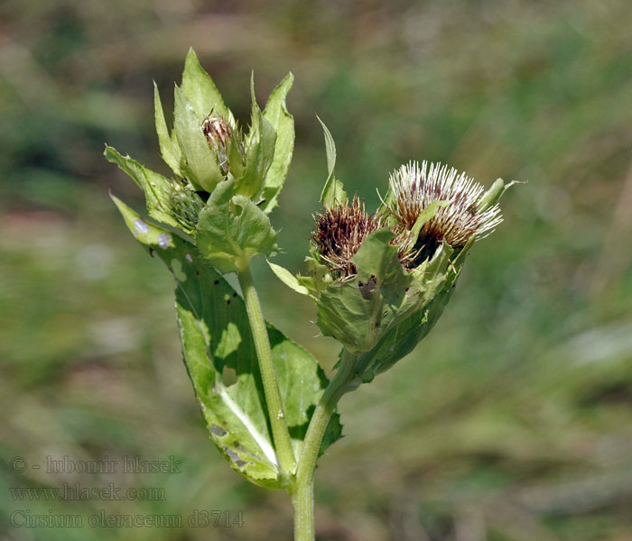 Pcháč zelinný Ostrożeń warzywny Cirsium oleraceum