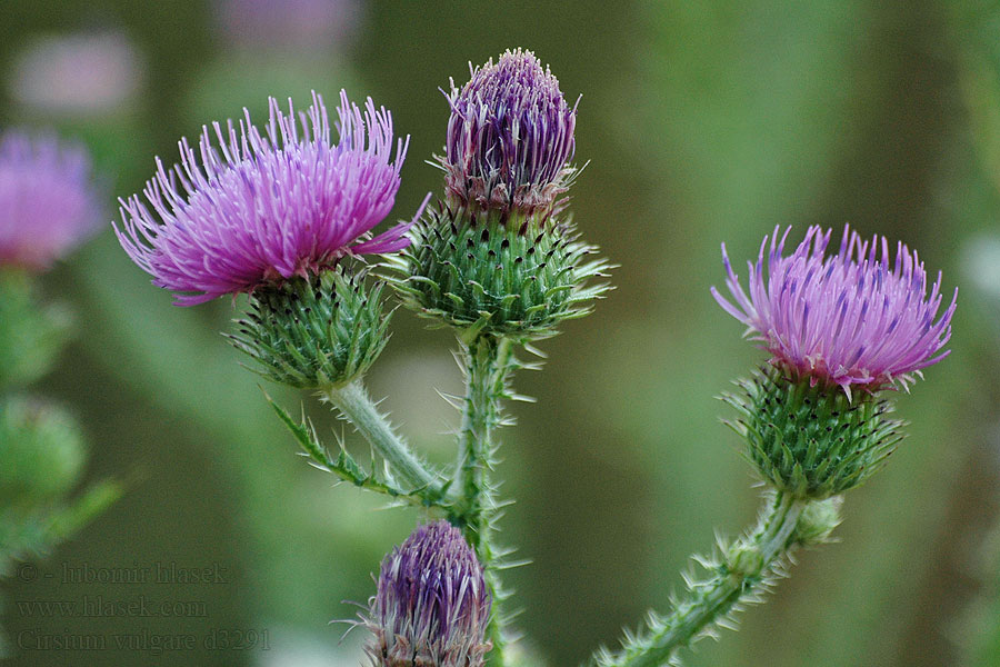 Pcháč obecný Cardo borriquero asinino Horse-tidsel Cirsium vulgare