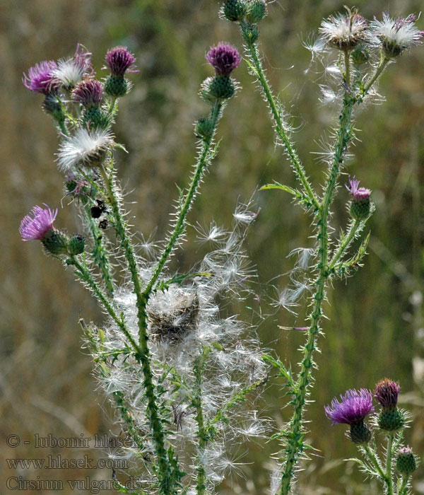 Közönséges aszat Бодяк обыкновенный Pichliač obyčajný Cirsium vulgare