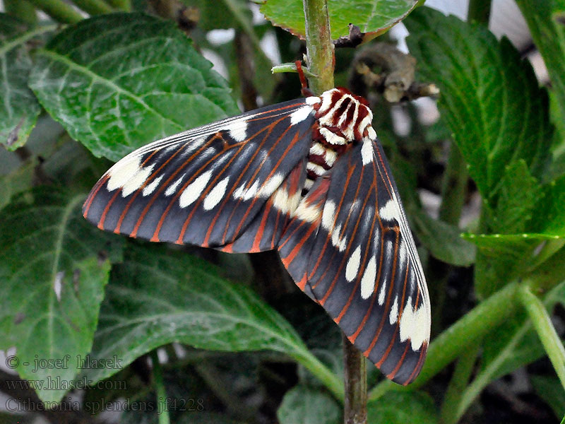 Citheronia splendens Splendid Royal Moth