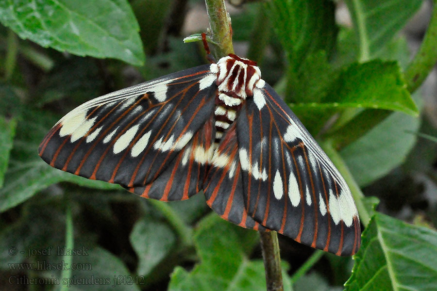 Citheronia splendens Splendid Royal Moth