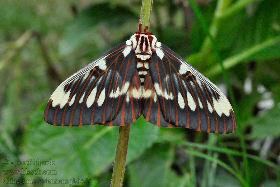 Splendid Royal Moth Citheronia splendens