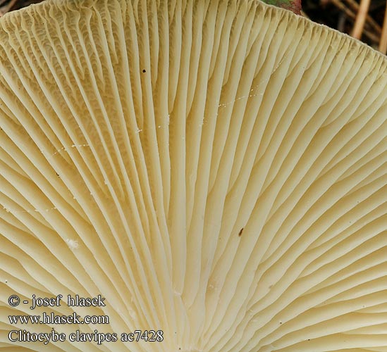 Clitocybe clavipes ac7428