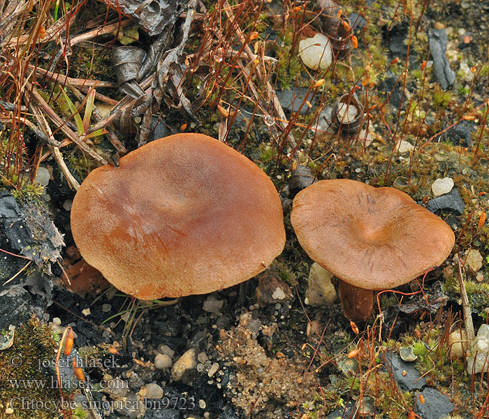 Clitocybe sinopica bn9723