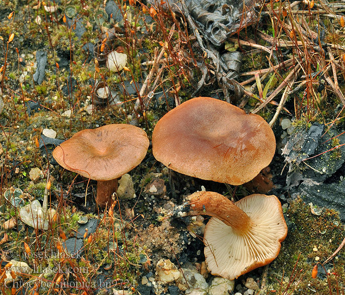 Clitocybe sinopica bn9724