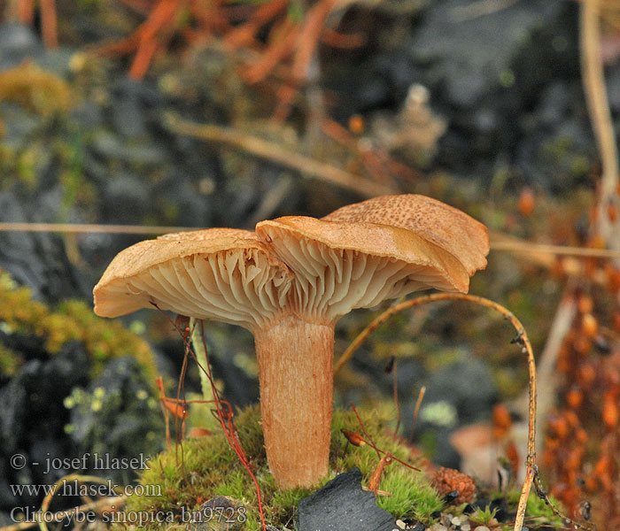 Clitocybe sinopica bn9728