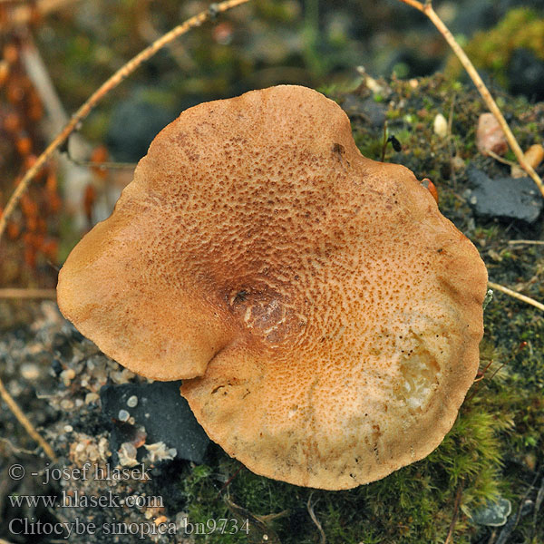 Clitocybe sinopica bn9734