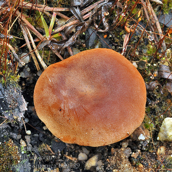 Clitocybe sinopica bn9739