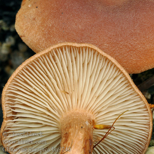 Clitocybe sinopica bn9740