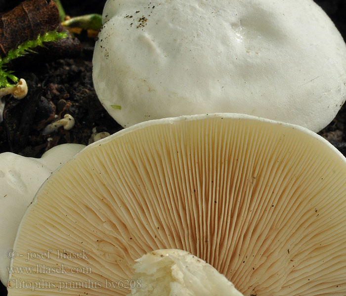 Jauhosieni Meunier champignon Melsopp Подвишенник Miller Sweetbread mushroom