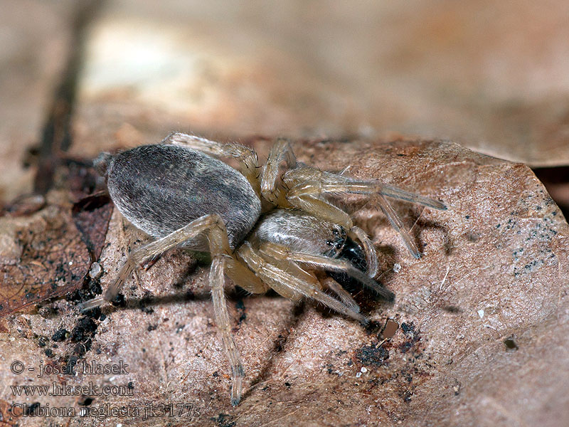 Clubiona neglecta