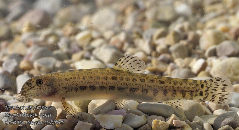 Balkansk pigsmerling Balkan-modderkruiper Cobitis elongatoides