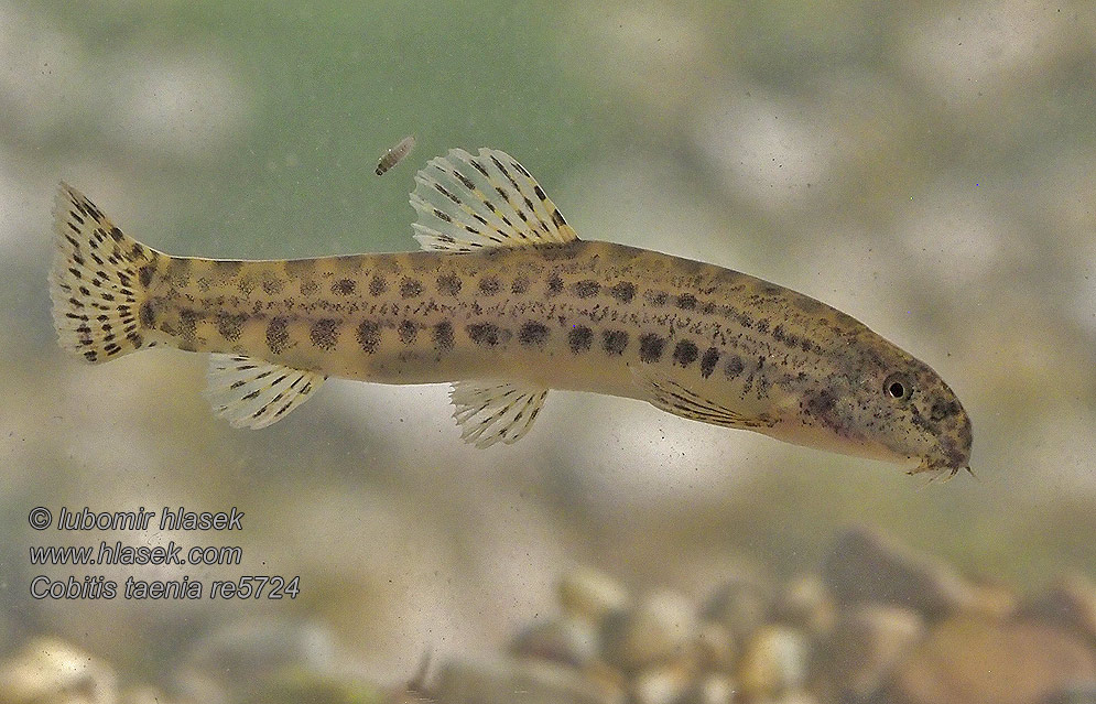 Velika nežica Голям щипок Cobitis elongatoides