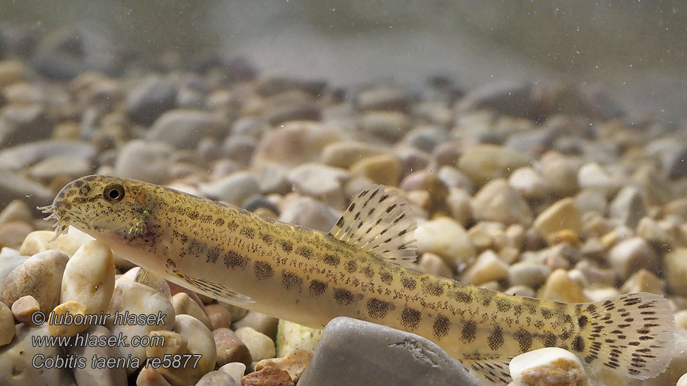 Nyurga csík Koza bałkańska Cobitis elongatoides