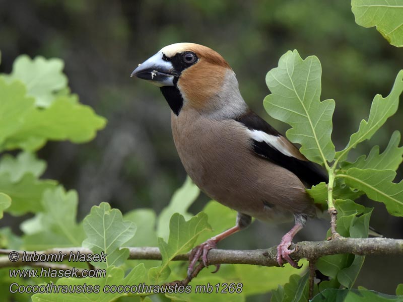 Coccothraustes coccothraustes Hawfinch