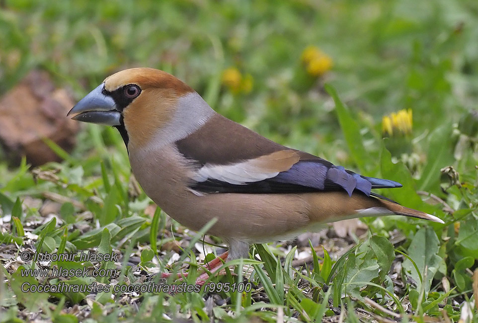 Appelvink Coccothraustes coccothraustes