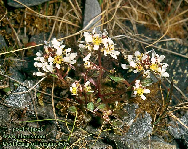 Cochlearia officinalis Common Scurvy-grass Lage-kokleare