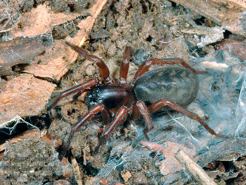 Coelotes terrestris Punčoškář zemní Gewöhnliche Bodentrichterspinne Norosz ziemny Gewone bostrechterspin