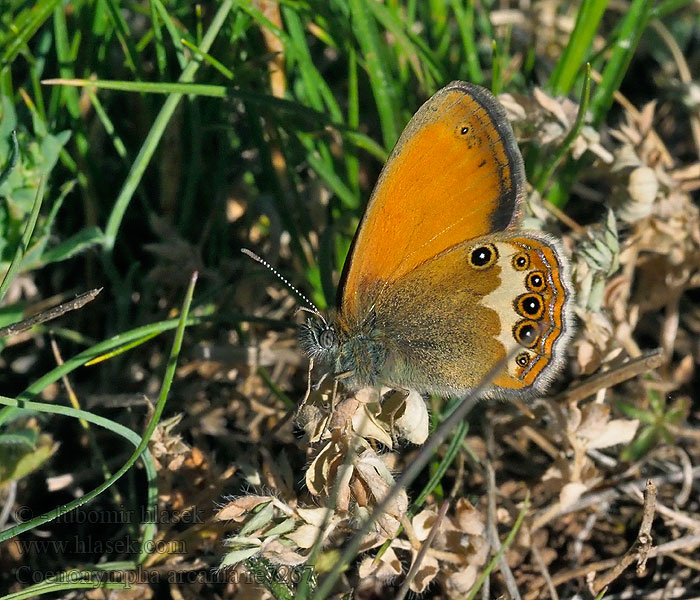 Očkáň medničkový Okáč strdivkový Mancha Leonada Coenonympha arcania