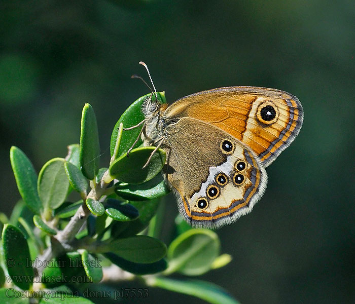 Coenonympha dorus Bleek hooibeestje Déli szénalepke Velado negro