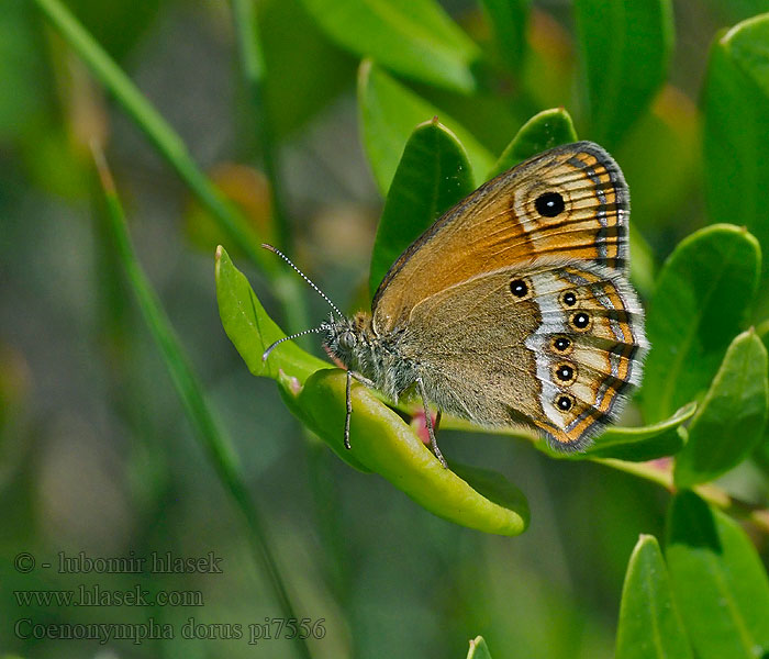 Coenonympha dorus Dusky heath Fadet garrigues Bleek hooibeestje