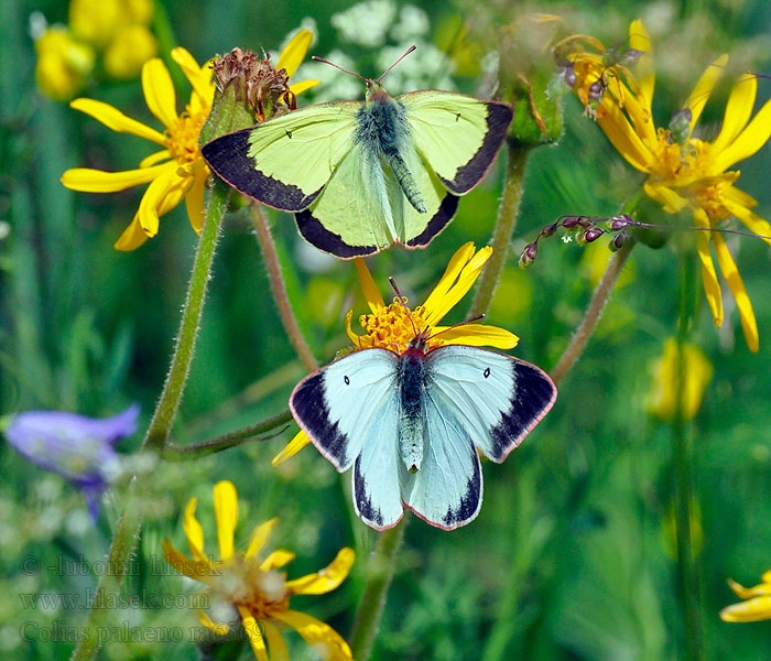 Moorland Clouded Yellow solitaire Colias palaeno