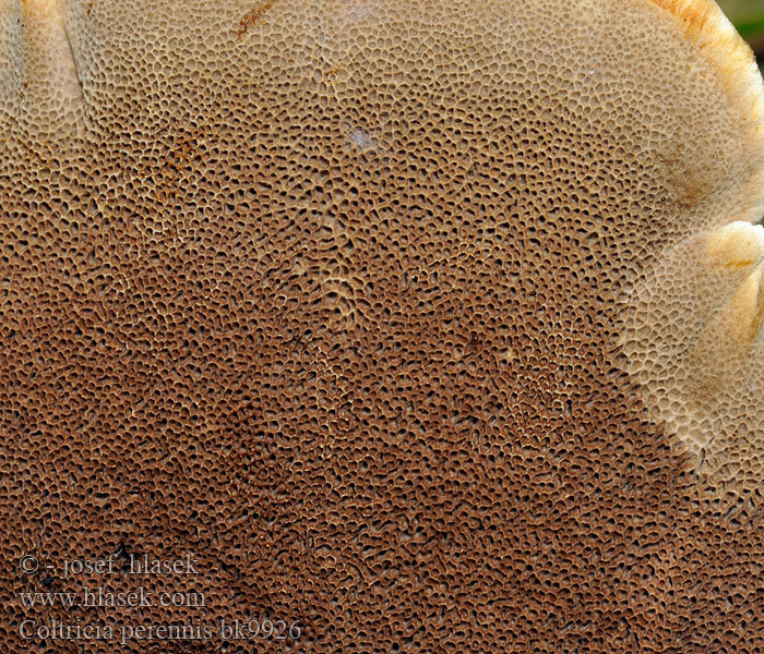 Coltricia perennis Almindelig sandporesvamp