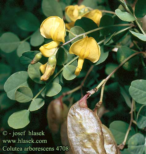 Colutea arborescens Bladder senna Almindelig blarebalg Rakkopensas