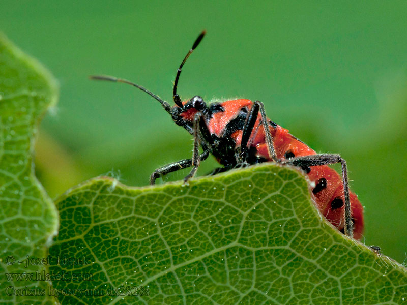 Vroubenka červená Corizus hyoscyami