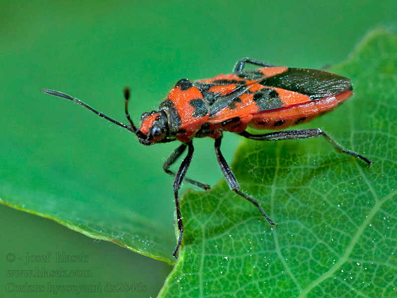 Zimtwanze Glinik lulkarz Corizus hyoscyami