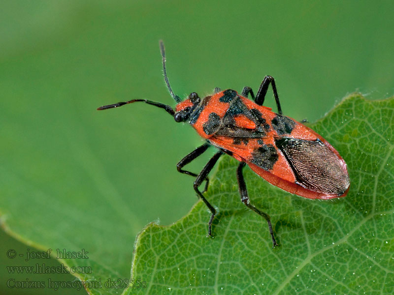 Булавник беленовый Corizus hyoscyami