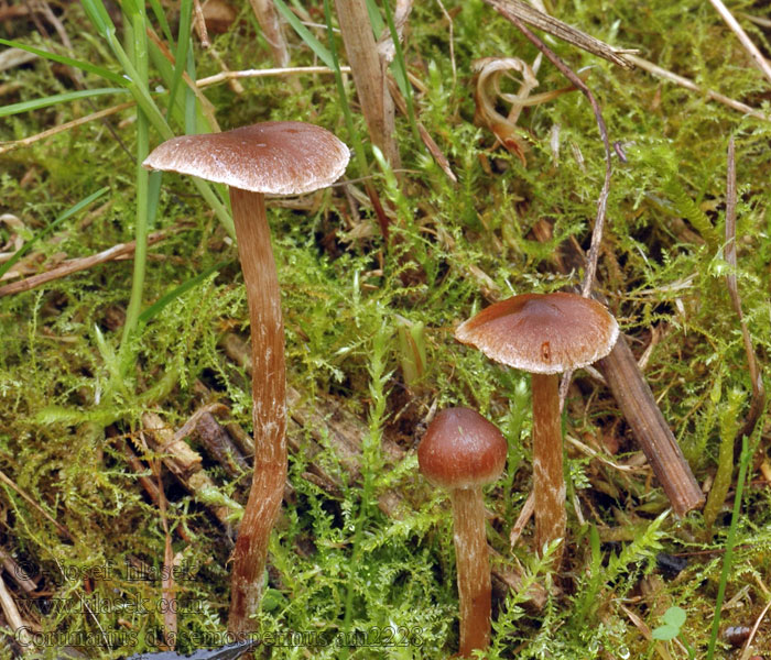 Kleine pelargoniumgordijnzwam Pile-slørhat Cortinarius diasemospermus