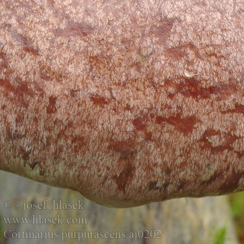 Cortinarius purpurascens Purpurfleckender Klumpfuß Škrlateča koprenka