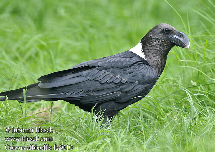 Corvus albicollis fc3010