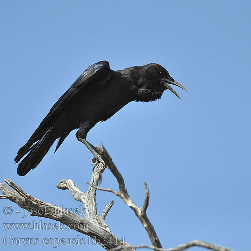 Corvus capensis bb2414